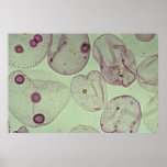 Volvox, algae print