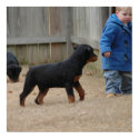 Von Aufstand Rottweilers posters by Sholcroft Von Aufstand Rottweilers posters