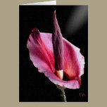 Voodoo Lily Cards cards