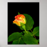 VooDoo Rose Posters