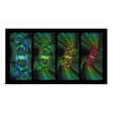 Vortices posters