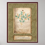 Voynich Plate 2 -Botanical Illustration Print
