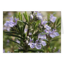 Vriendschap Greeting Cards