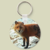 Vulpes_vulpes_red fox