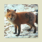 Vulpes_vulpes_red fox