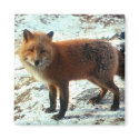 Vulpes_vulpes_red fox magnets by WildByDezign Vulpes_vulpes_red fox magnets