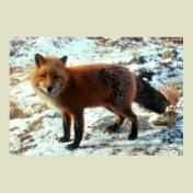 Vulpes_vulpes_Red Fox