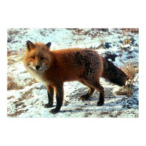 Vulpes_vulpes_Red Fox posters
