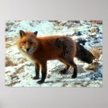 Vulpes_vulpes_Red Fox Print