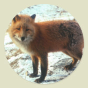 Vulpes_vulpes_red fox