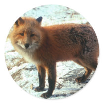 Vulpes_vulpes_red fox stickers by WildByDezign Vulpes_vulpes_red fox stickers