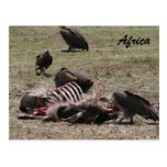 vulture carcass postcards