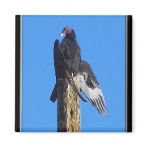 Vulture in Wickenburg, Arizona magnets by Congress_Arizona Vulture in Wickenburg, Arizona magnets