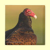 Vulture magnets