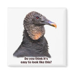 Vulture Magnet