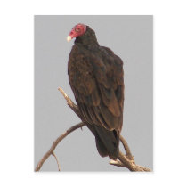 Vulture postcards