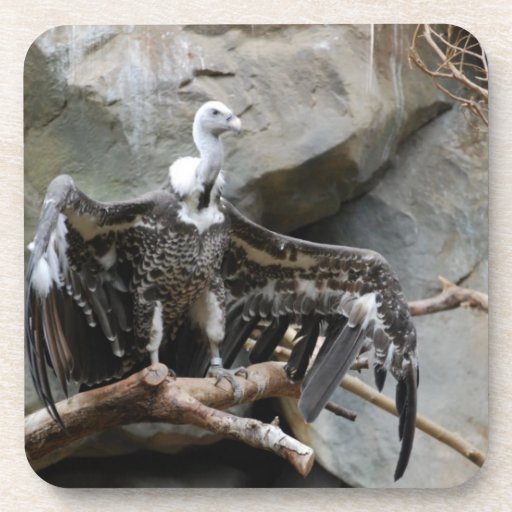 Vulture Set of Coasters