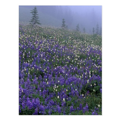 WA, Mt. Rainier NP, Lupine and Bistort meadow Postcards