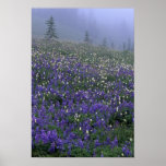 WA, Mt. Rainier NP, Lupine and Bistort meadow Print