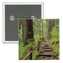 WA, Olympic NP, Sol Duc Valley, rainforest Pinback Buttons