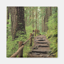 WA, Olympic NP, Sol Duc Valley, rainforest Magnets