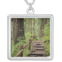 WA, Olympic NP, Sol Duc Valley, rainforest Necklace
