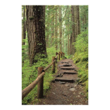 WA, Olympic NP, Sol Duc Valley, rainforest Photograph
