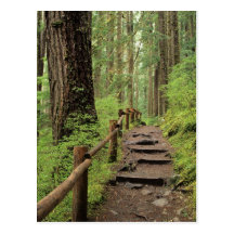 WA, Olympic NP, Sol Duc Valley, rainforest Postcard