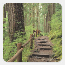 WA, Olympic NP, Sol Duc Valley, rainforest Sticker