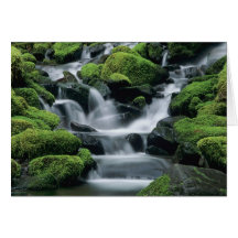 WA, Olympic NP, Sol Duc Valley, stream with Greeting Cards
