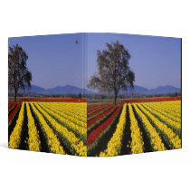WA, Skagit Valley, Skagit Valley Tulip 2 Vinyl Binder