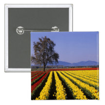 WA, Skagit Valley, Skagit Valley Tulip 2 Button