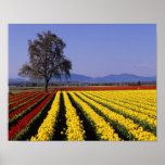 WA, Skagit Valley, Skagit Valley Tulip 2 Posters