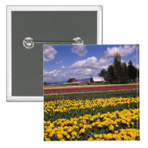 WA, Skagit Valley, Skagit Valley Tulip Buttons