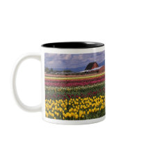 WA, Skagit Valley, Skagit Valley Tulip Coffee Mugs