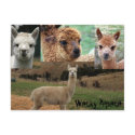 Wacky Alpaca postcards by crispyking Wacky Alpaca postcards