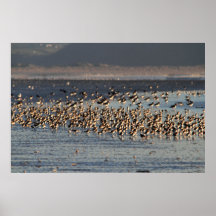 Waders on the Shore Print