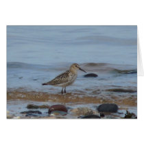 "Wading Bird Northumberland England Beach" Greeting Card