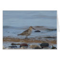 "Wading Bird Northumberland England Beach" cards