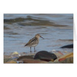 "Wading Bird Northumberland England Beach" Greeting Card