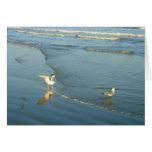 Wading Gulls Blank Note Cards