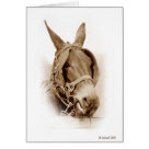 postcard - Original photograph taken at Mule Day in Columbia, TN
