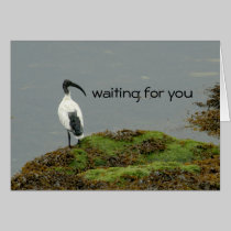 waiting bird cards