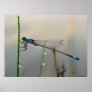 Waiting, Blue Damselfly close up Print