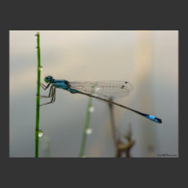 Waiting, Blue Damselfly close up posters