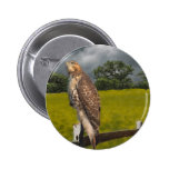 Waiting for the Storm - Red tail Hawk Pinback Button