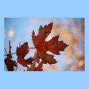 Waiting to fall posters