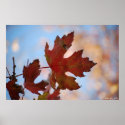 Waiting to fall posters