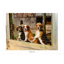 'Waiting to Run'  Beagle Print