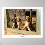 'Waiting to Run'  Beagle Print